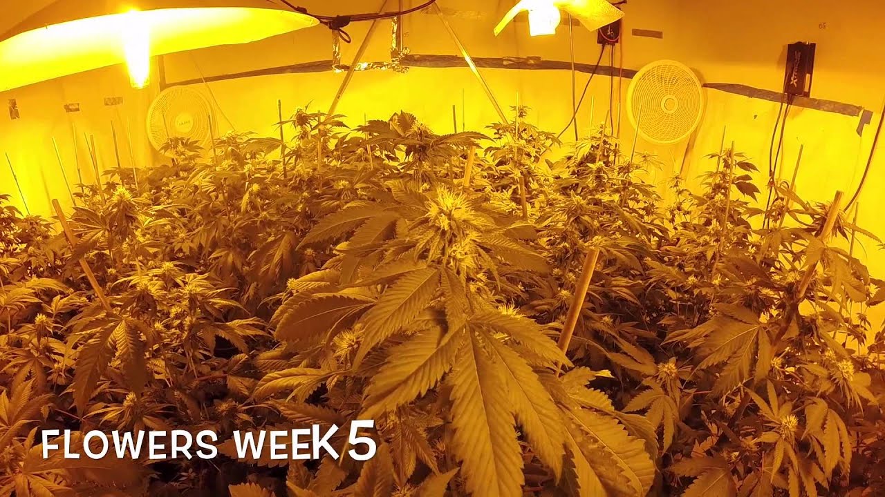 HOW TO GROW CANNABIS Week 4 & 5 flowering