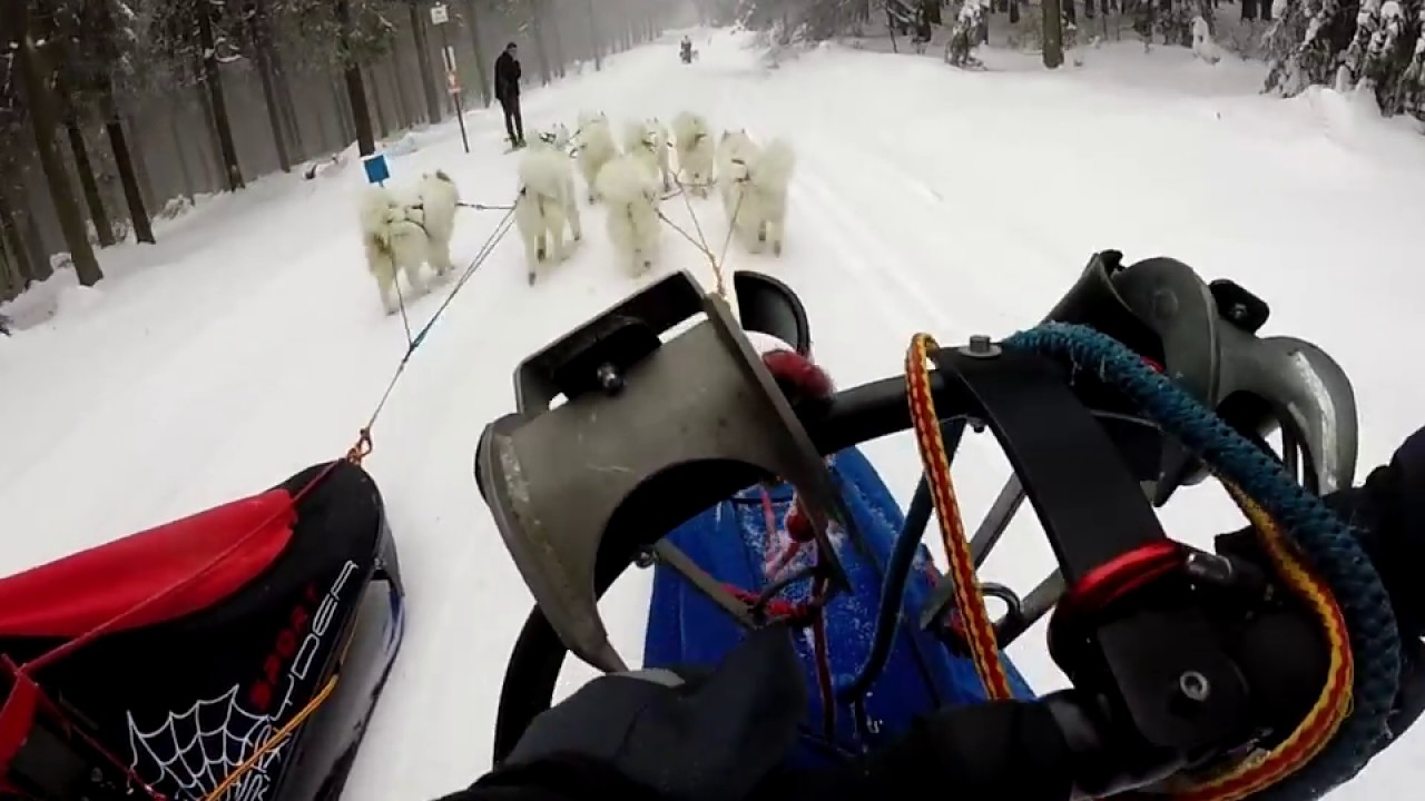 2 Samoyed-Teams - Long Distance race: Trans Thüringia 2017 (1. Video)