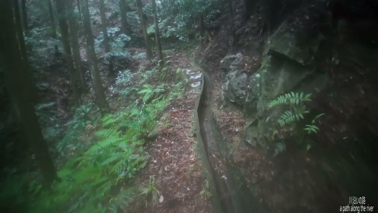 AS1分2Dちょこっと登山・・足谷林道その１分岐林道２復路