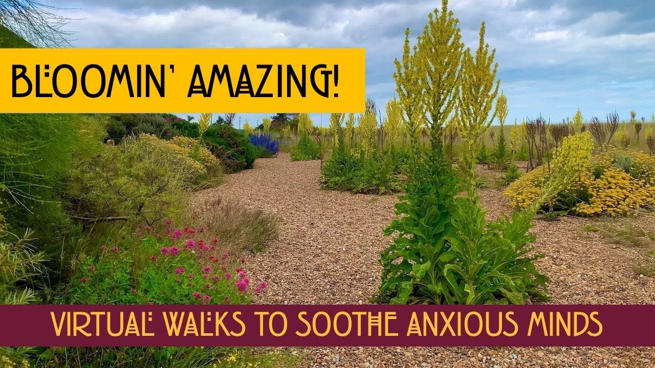 4k Relaxing Coastal Walk through Amazing Mullein Flowers, Shingle Street, Suffolk
