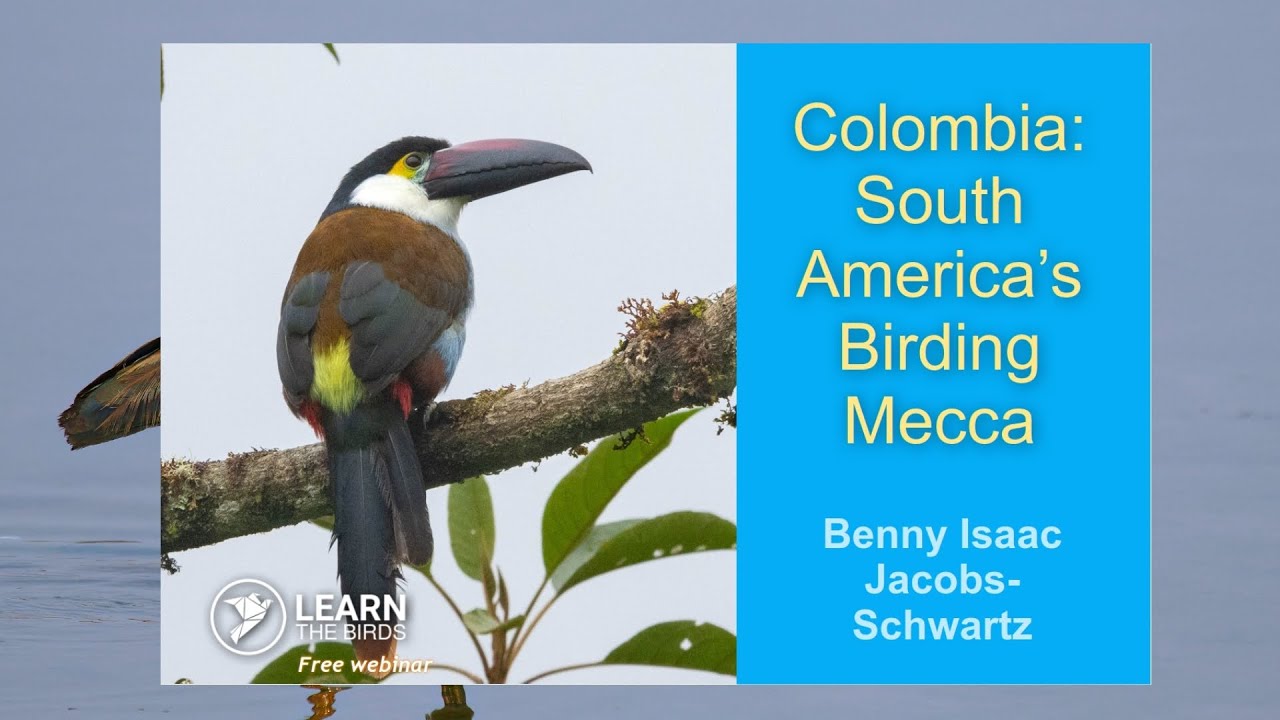 Colombia: South America’s Birding Mecca