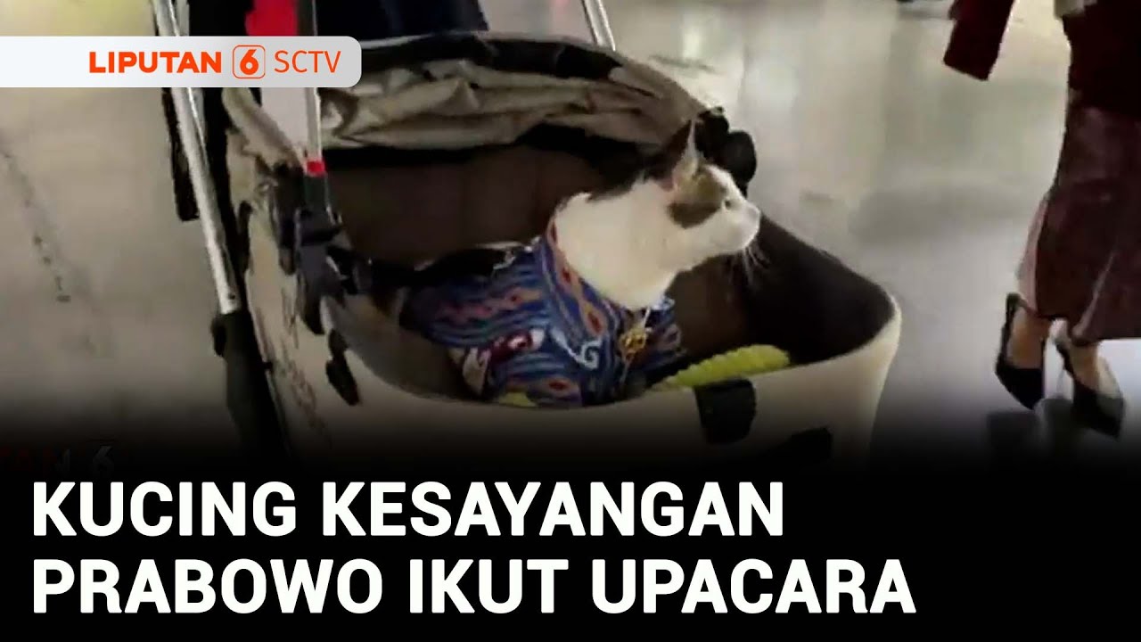 Gemas! Bobby Kertanegara Pakai Baju Tenun Tanimbar saat Upacara HUT ke-80 RI | Liputan 6