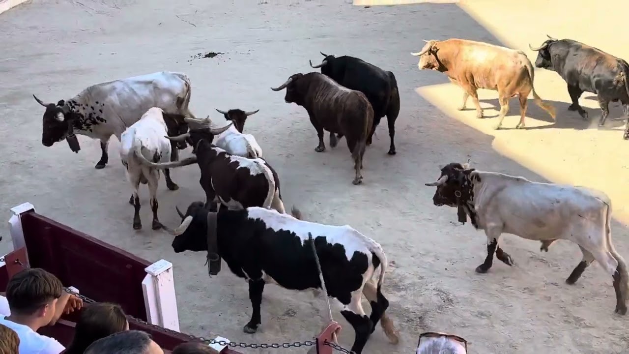 Abaran Encierros toros feria 2023