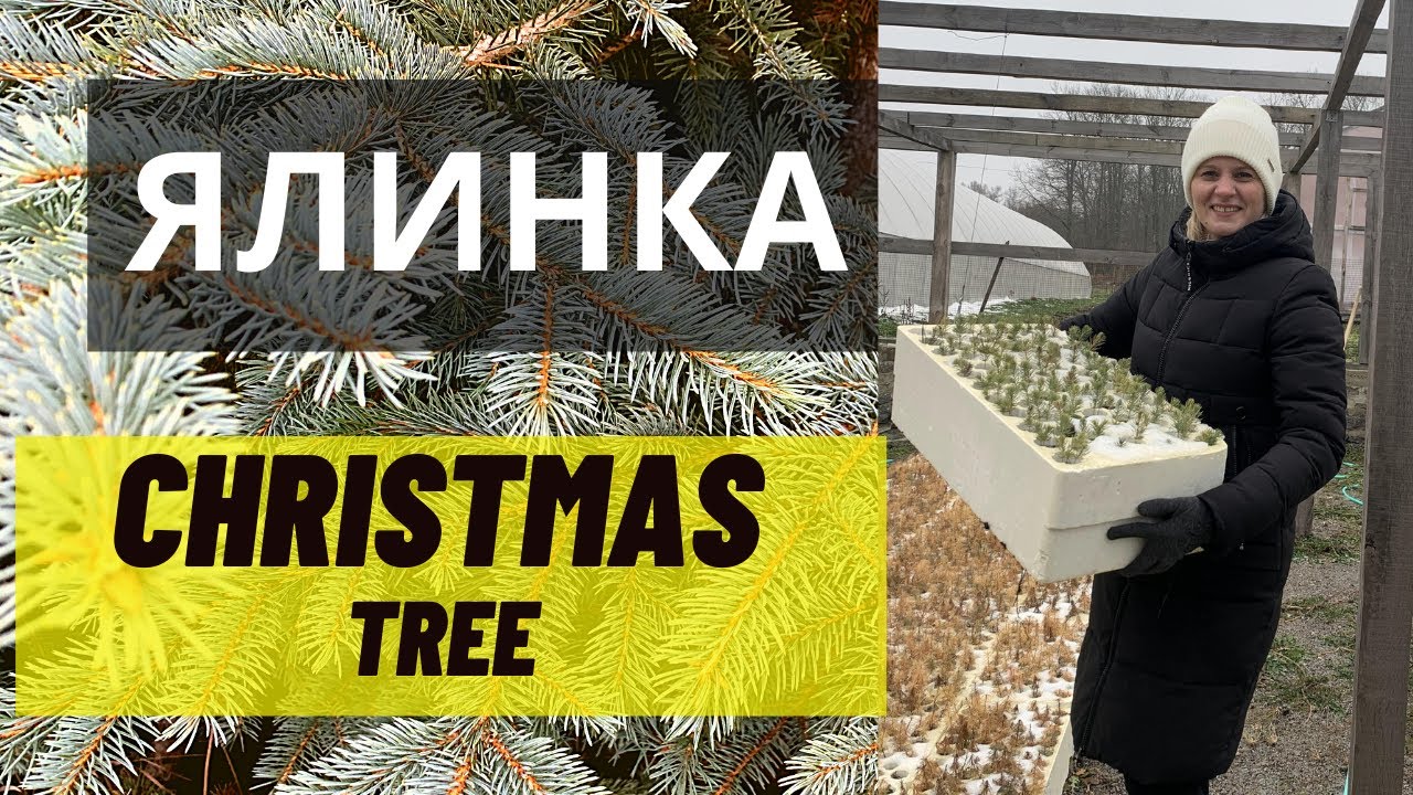 Выращивание елки