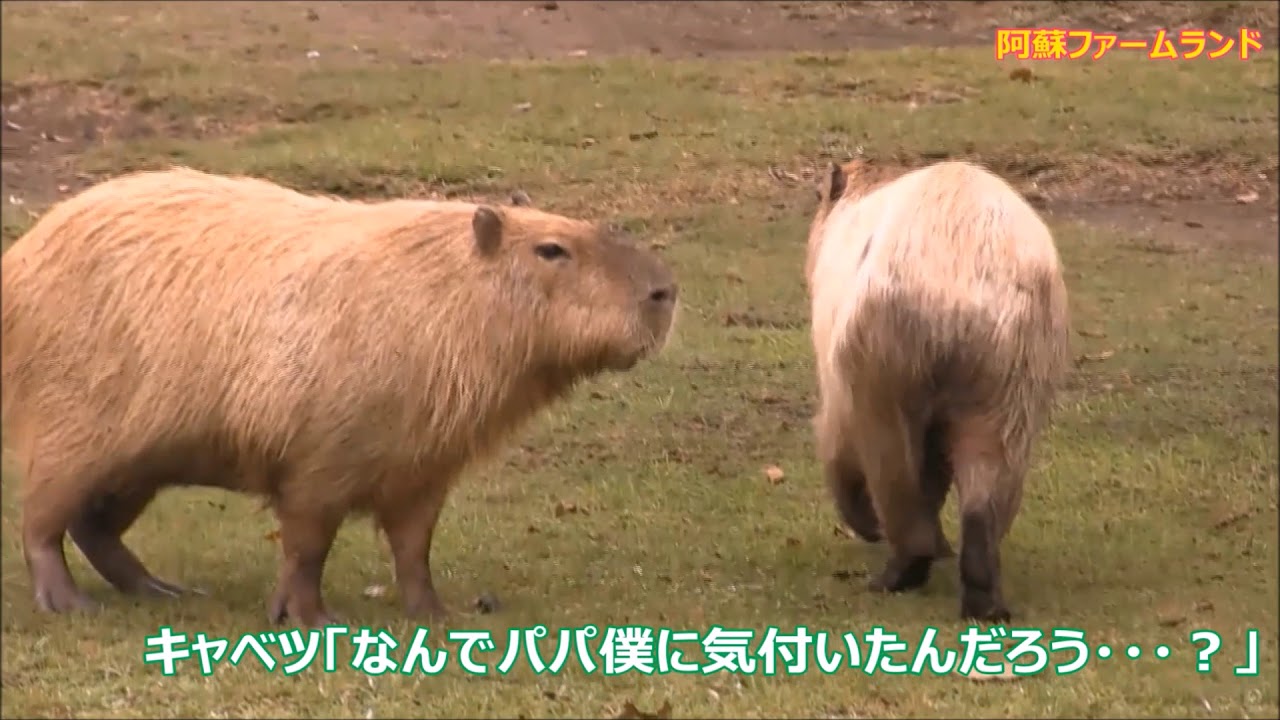 カピバラ （阿蘇ファームランド篇）長男カモフラ作戦不発に終わる