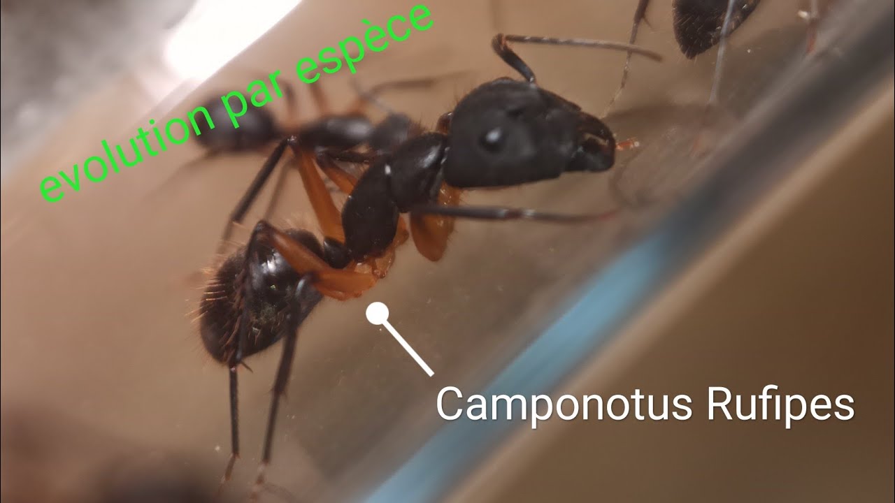 évolution depuis le : Camponotus rufipes 🥰😍🥰😍