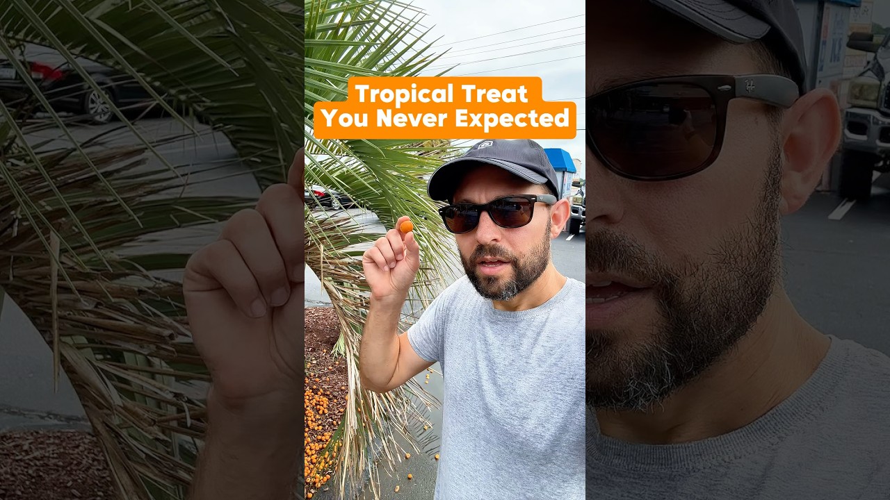 Tropical tree you never expected #PalmTrees #Shorts #GrowYourOwnFood #FruitTrees #Gardening #Fruit ￼