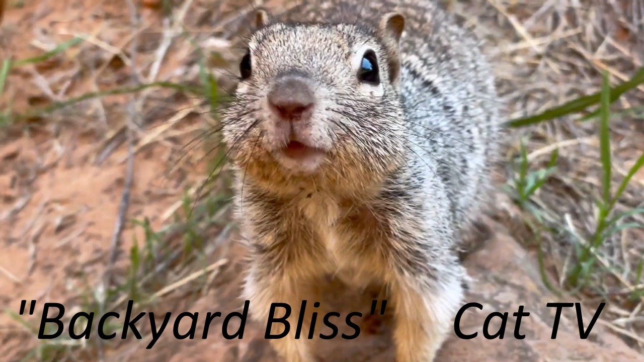Backyard Bliss Cat TV for Cats & Their Personal Entourage 9+ hours