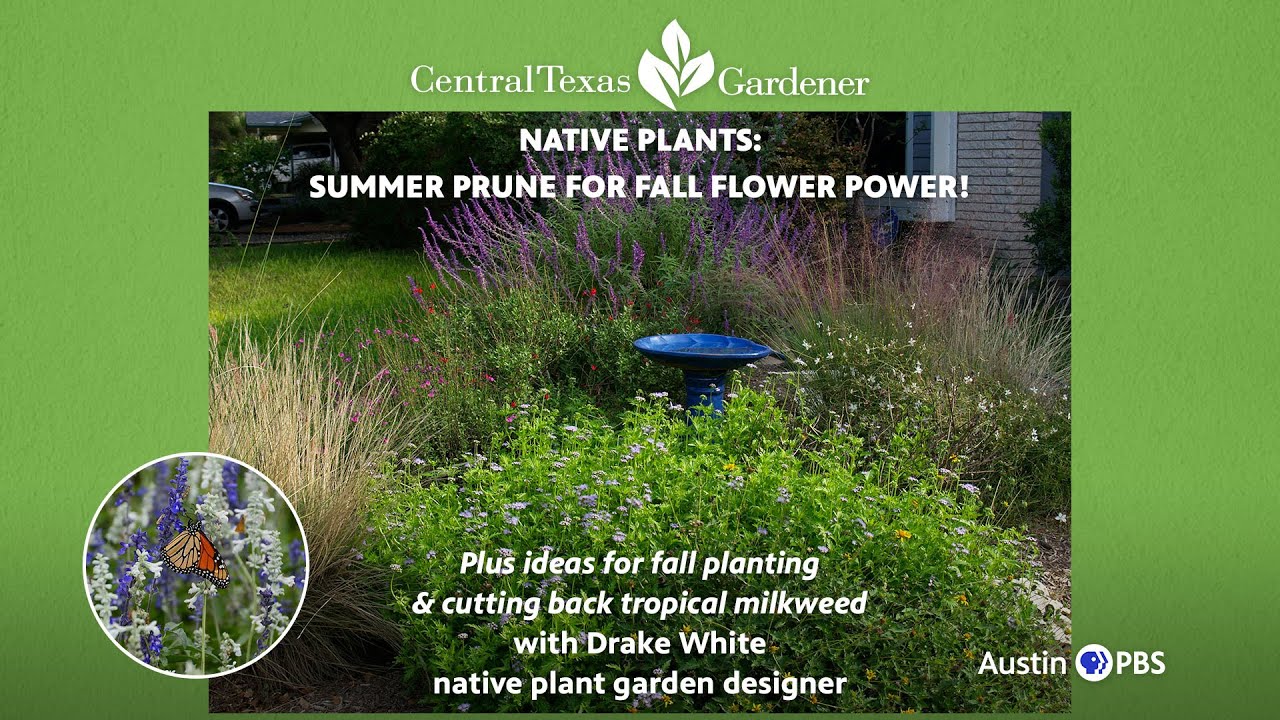 Native Plants: Summer Prune for Fall Flower Power!