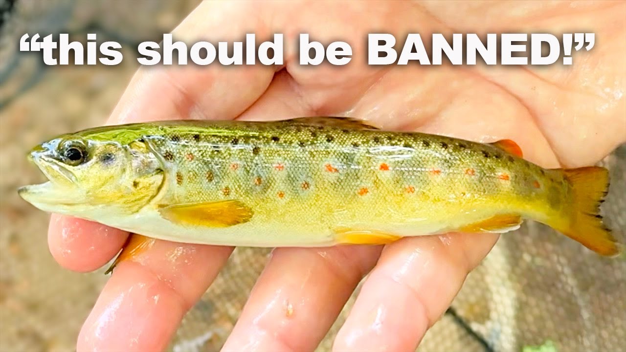 Scottish Fly anglers HATE this new Trout Fishing Method