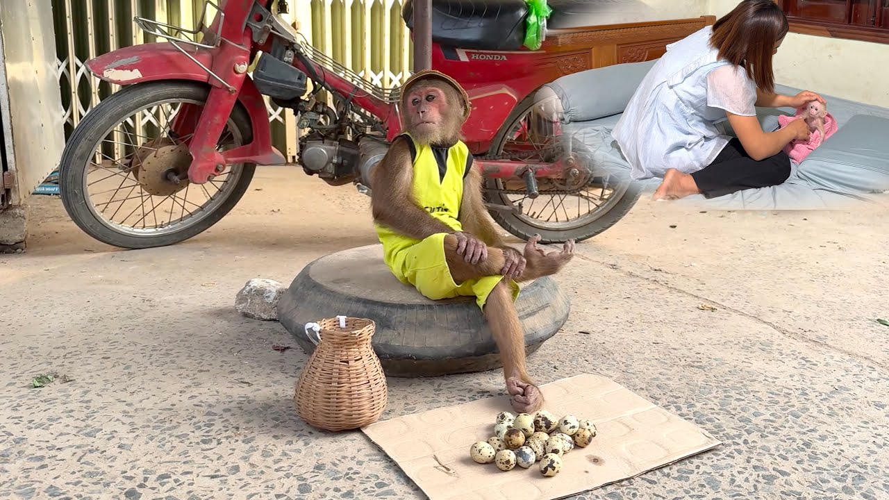 You’ll Smile! CUTIS Harvests Eggs to Care for Baby Monkey and Pregnant Mom