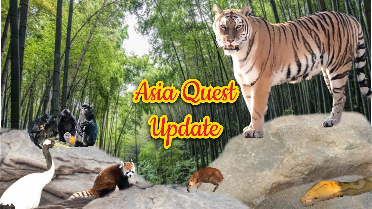 Safari Shorts: Asia Quest Update