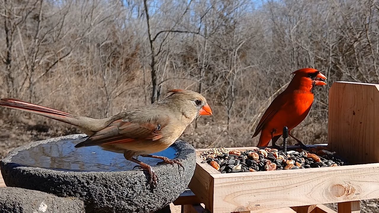 Relaxing bird sounds in the midwest