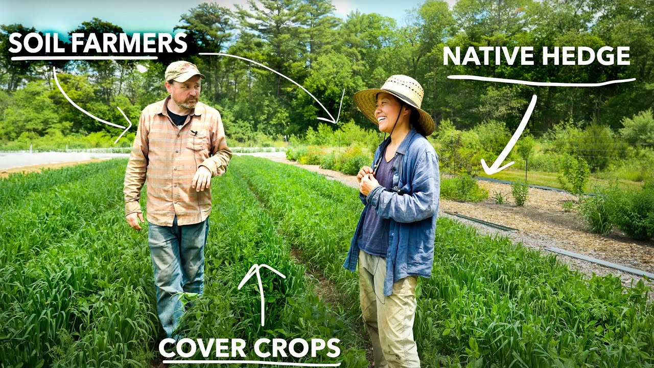 Boosting Soil Health Through Cover Crops and Hedgerows | Assawaga Farm