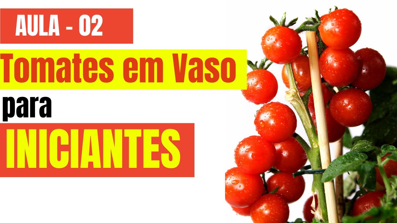 TOMATES EM VASO PARA INICIANTES - Aula - 02