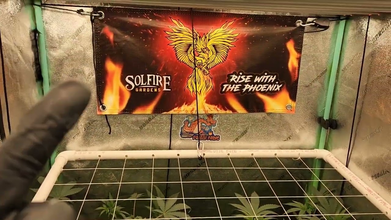 Taking Cuts and Flip to Bloom - Hood Candyz from Solfire Gardens