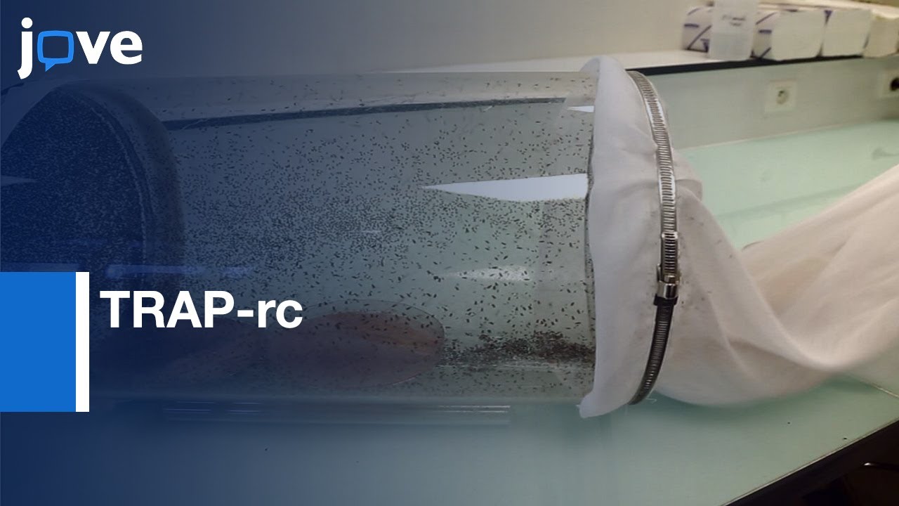Translating Ribosome Affinity Purification-Rare Cell Populations: Drosophila l Protocol Preview