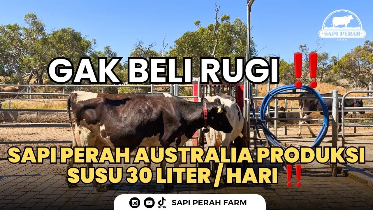 Borong Sapi Perah Kualitas Super Dari Australia Barat ‼️ GAK BELI RUGI WOI 🫵