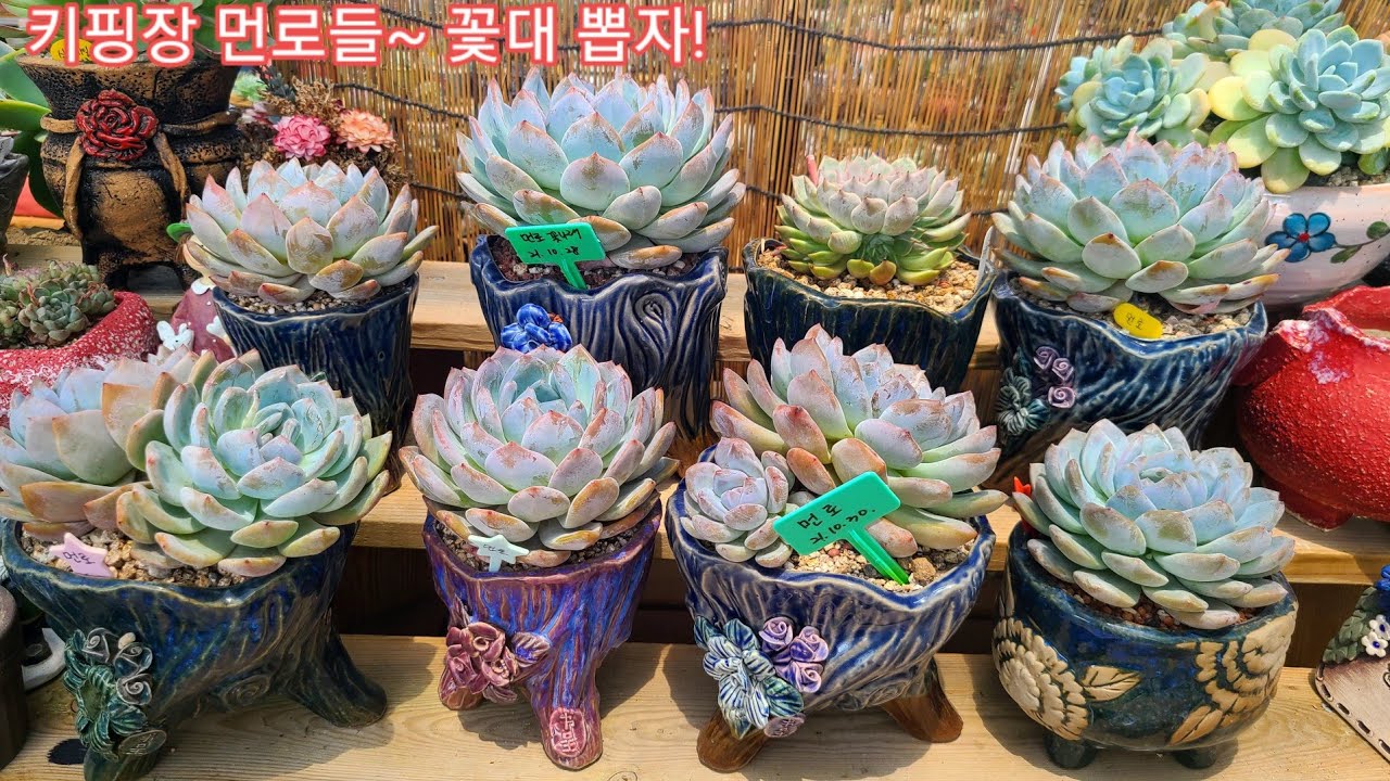 키핑장 먼로들, 꼬질꼬질 ~ 꽃대뽑고 단장하자! 오늘 먼로들은 다부댁이 오래키워서 얼큰이가 된 묵둥이 먼로들입니다~
