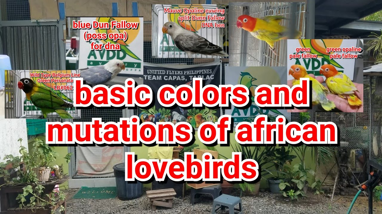 basic colors and mutations of african lovevirds
