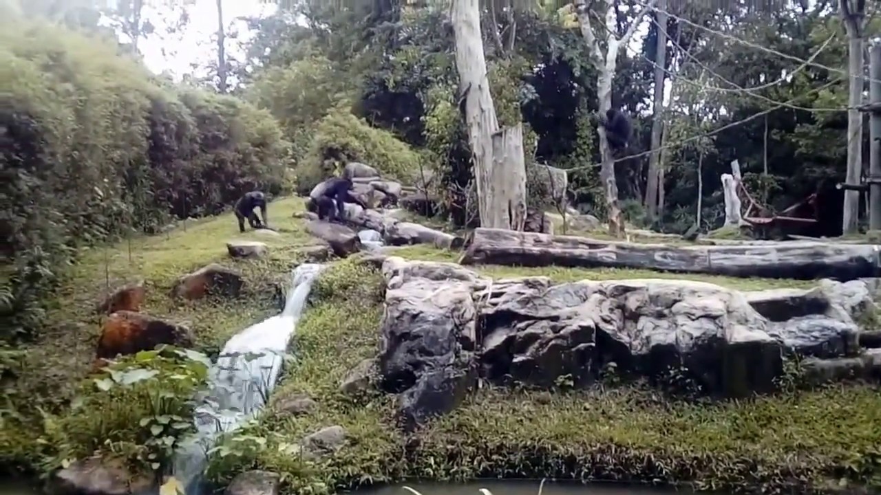 Funny Chimps Playing - Chimpanzee in Singapore Zoo