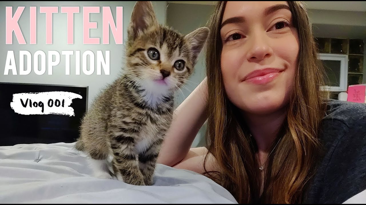 I ADOPTED A KITTEN!!! 🐈
