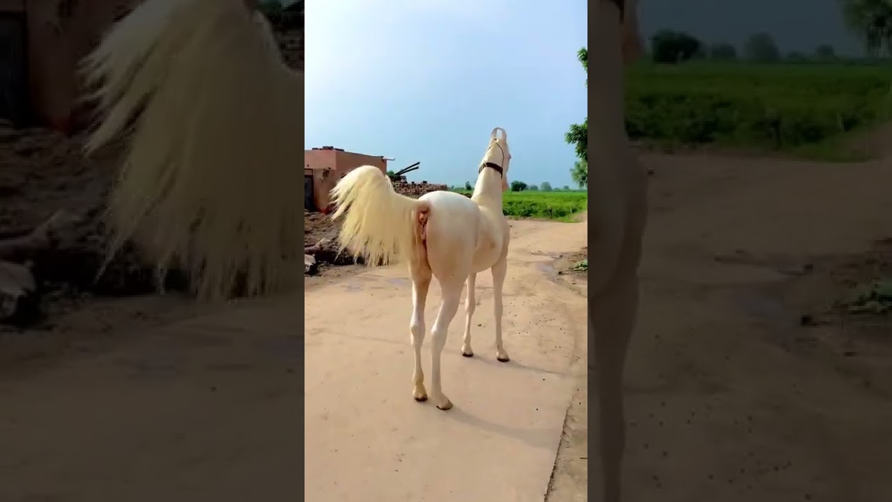 Nukra horse 🐎 #horse #nukrahorse #nukraghora #nukra#nukrastallion#beautifulhorse#ghodi#marwarihorse