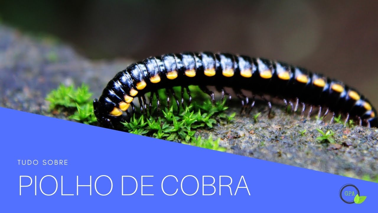 Piolho de Cobra: Guia completo