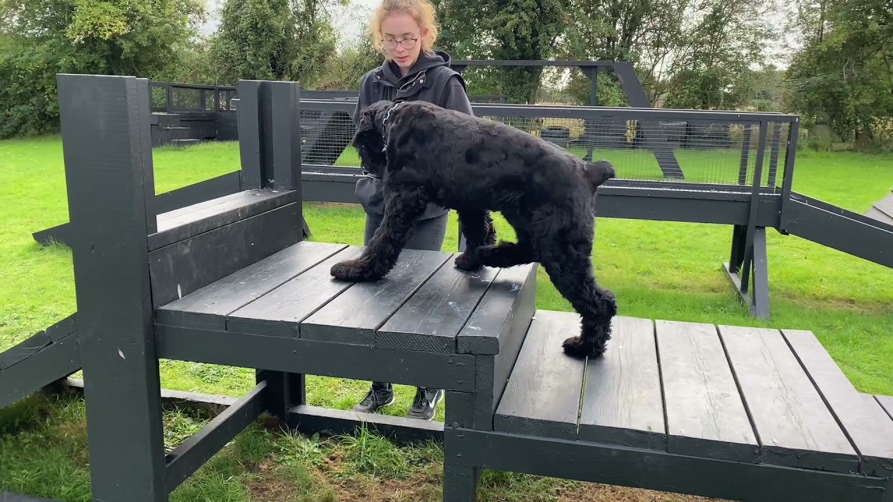 Black Russia Terrier Making a personal protection k9 vlog