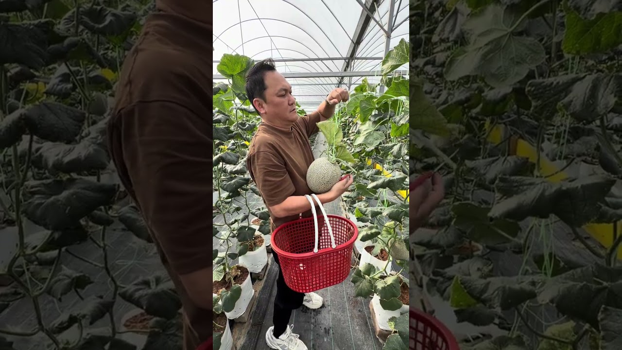 文冬哈蜜瓜园