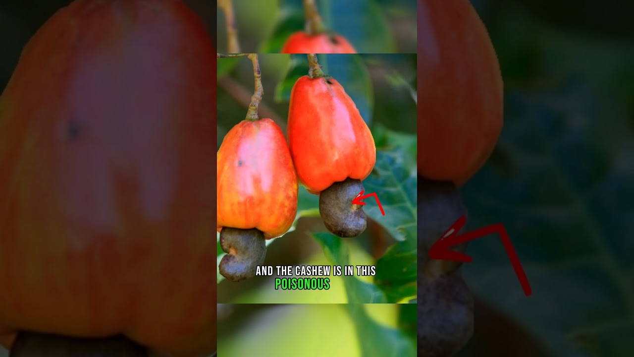 How do cashews grow? 🌱