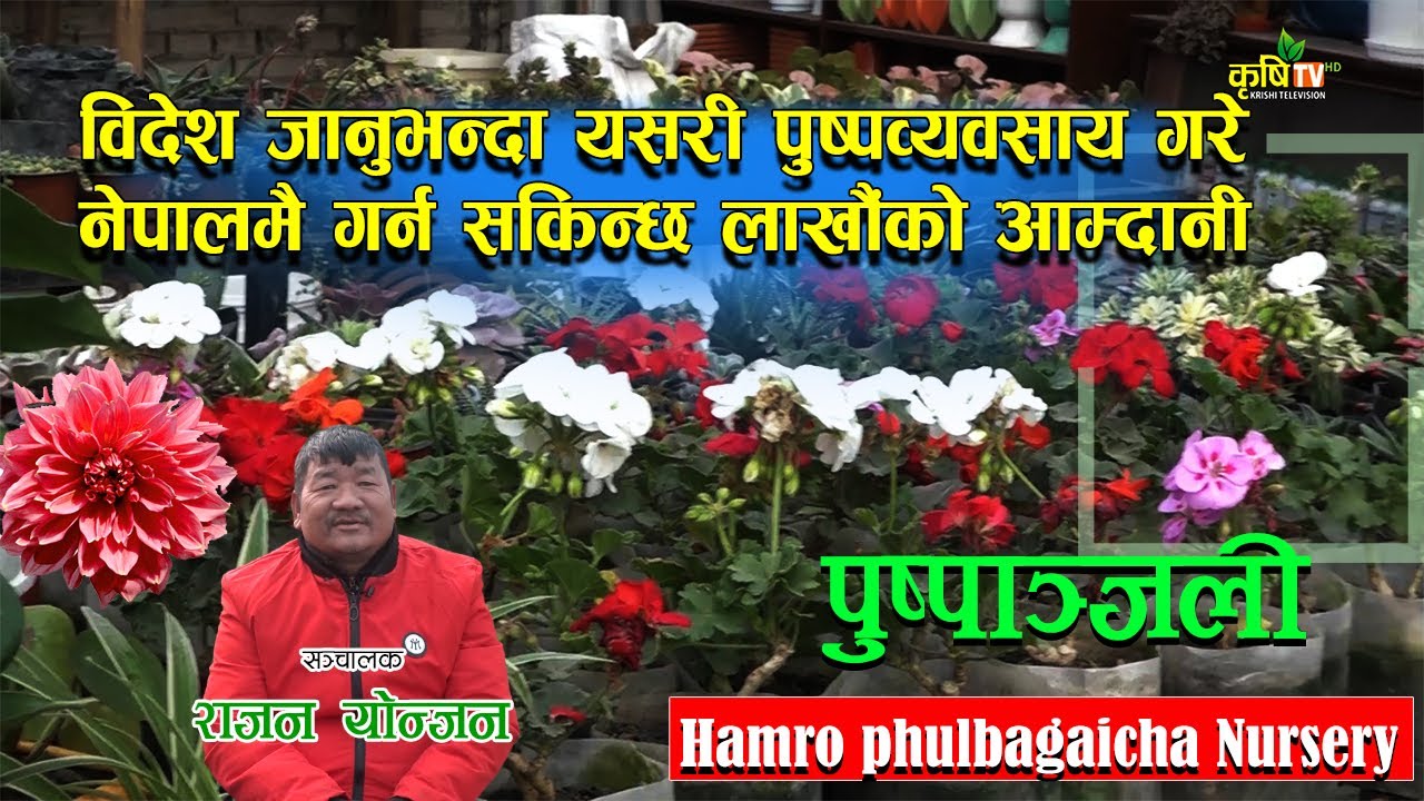 Hamro Phul Bagaicha Nursery || हाम्रो फूल बगैचा नर्सरी || Rajan Yonjan