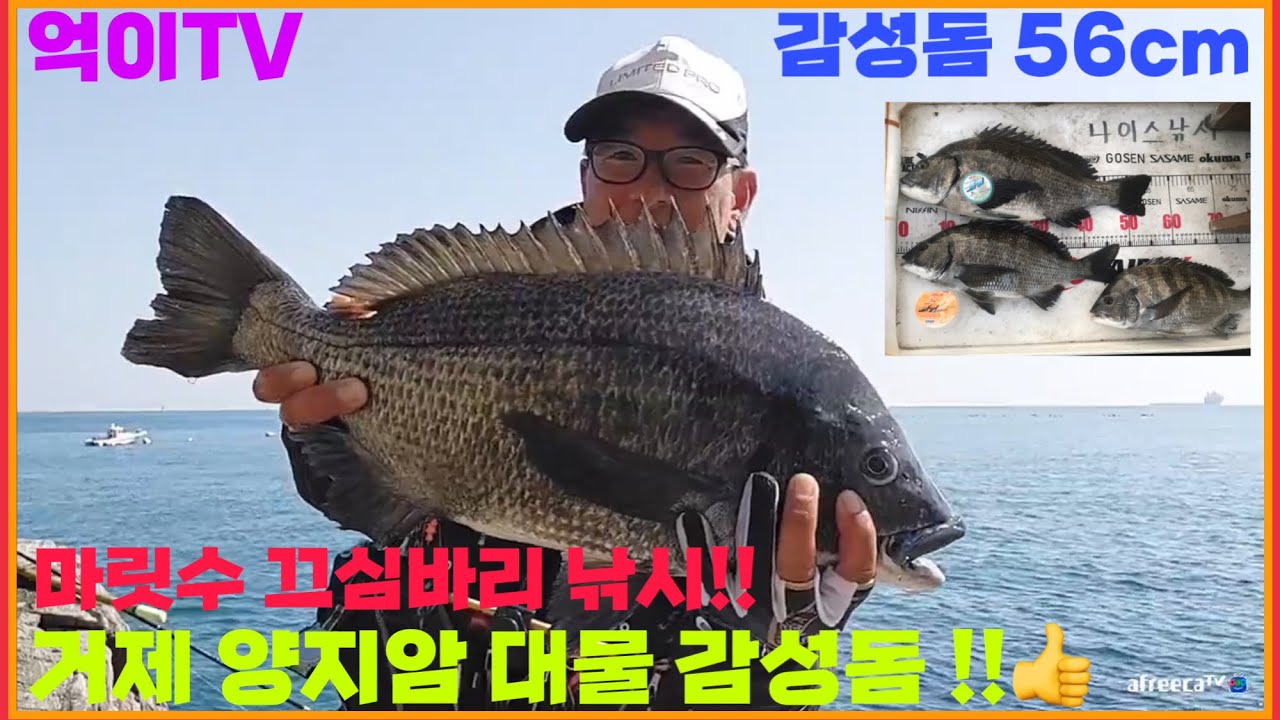 [억이TV]저수온기 끄심바리 대물 감성돔낚시 56Cm 양지암 여밭 공략