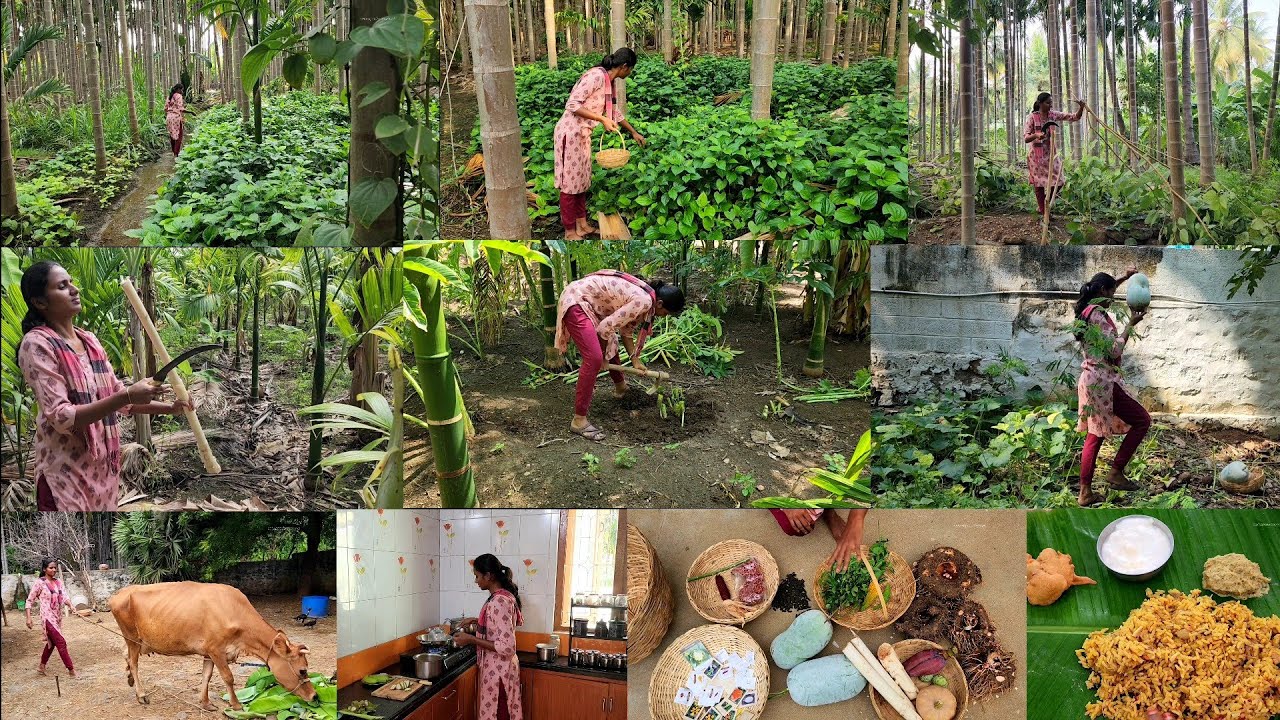 எத்தன சந்தோசம்…தினமும் கொட்டுது உன்மேல🌱One day routine of my farmlife/Harvesting and cooking food