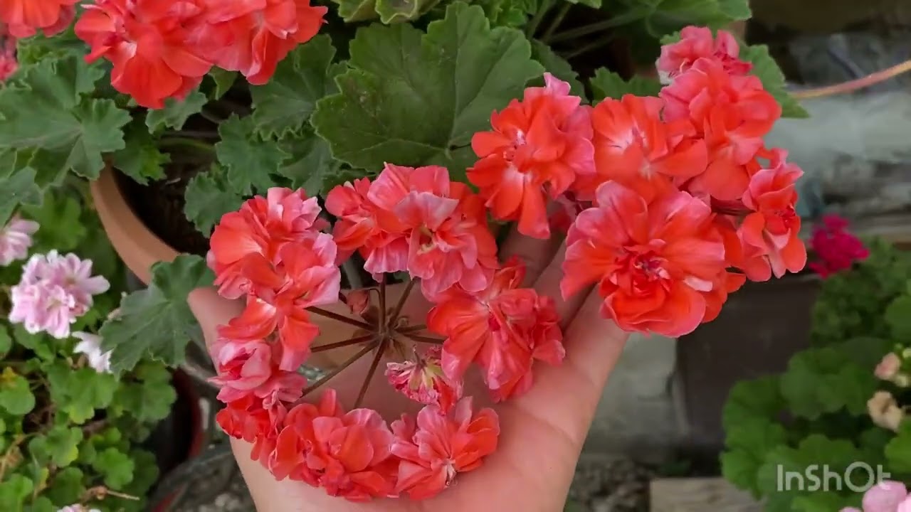 Пеларгония Леона Галактика