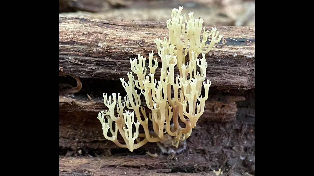 Differences between tasty Artomyces pyxidatus - crown-tipped coral - and Ramaria mushrooms