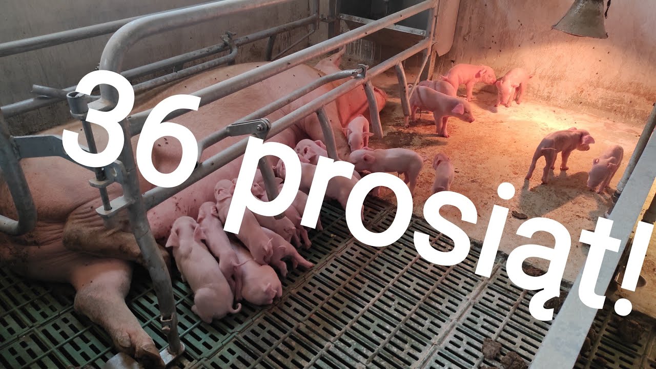 36 PROSIĄT OD LOCHY ROCZNIE! Jak to możliwe?