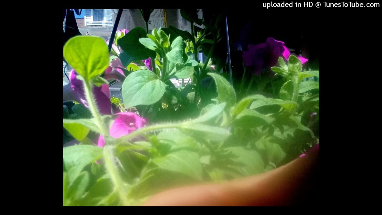 $KEEED // SOOTP Prod by - (LoDef)