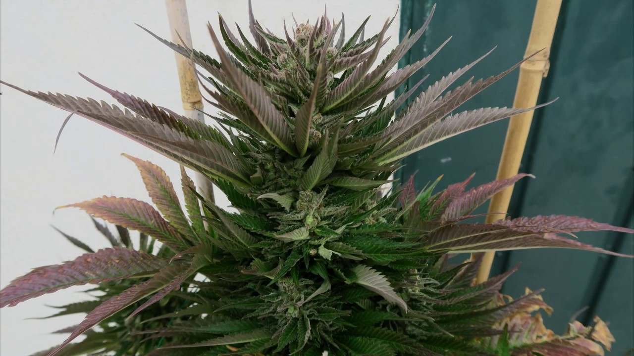 GOLDEN BERRY DE GENOFARM CON ABONOS PRO-XL. SEGUIMIENTO COMPLETO