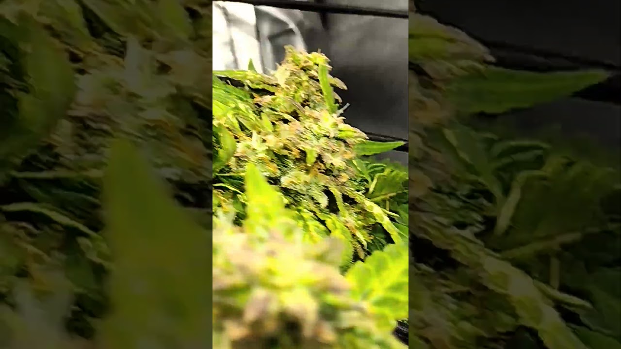 California Snow from fast buds #calisnow #autoflower #fastbuds