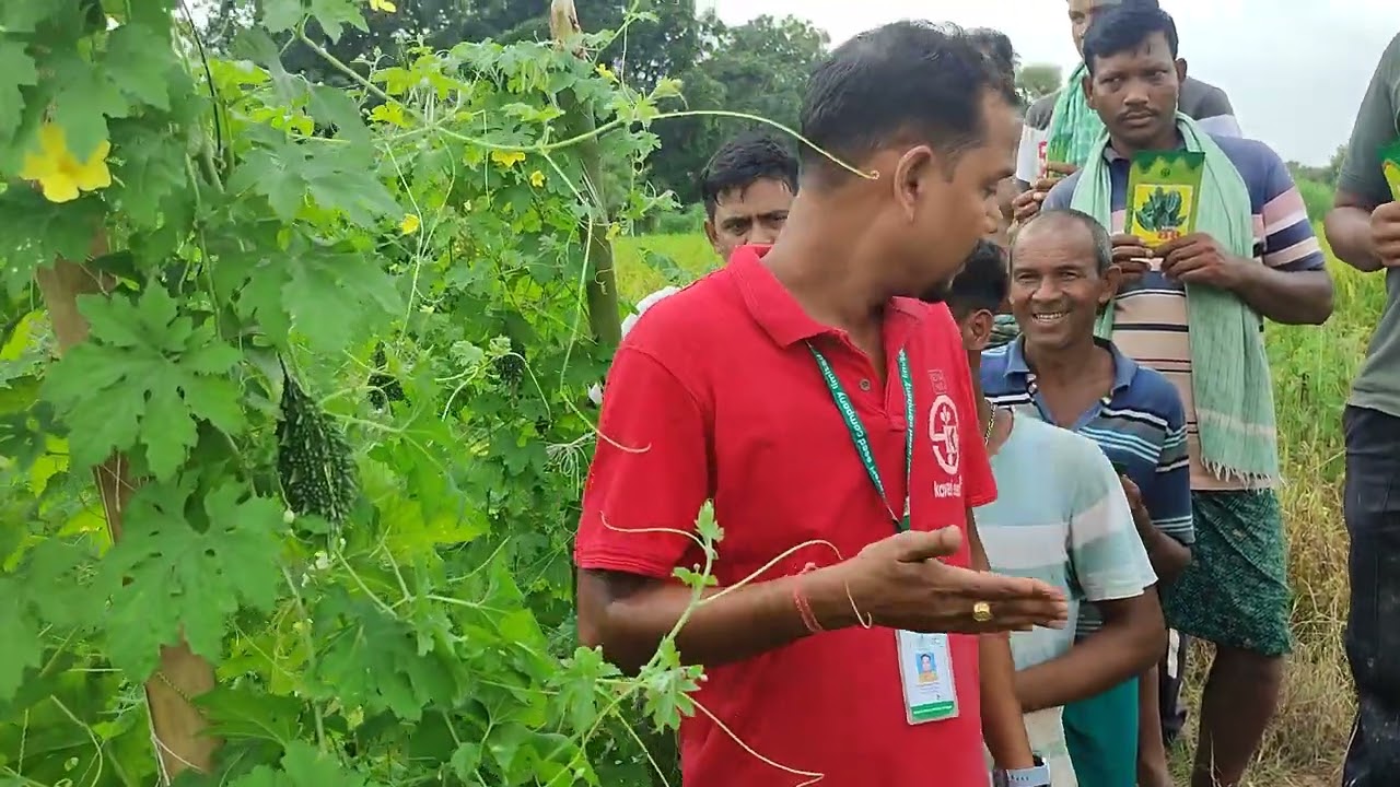 Hybrid bitter gourd of kaveri seeds -KAVERI 88