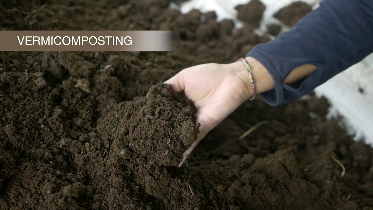 How to do vermicomposting on your farm