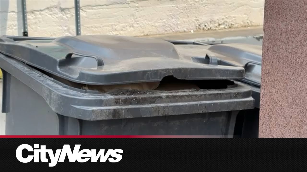 Rise in number of rat-related complaints in Montreal in recent years