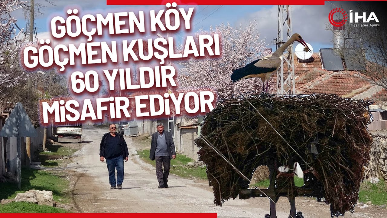 Göçmen Köyüne Gelen Leyleklerin Yaptıkları Yuvalar Dikkat Çekiyor