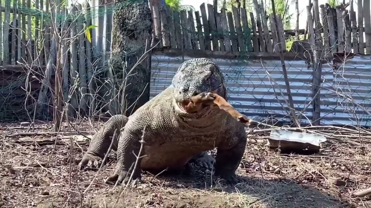 komodo dragon hunting goat secretly