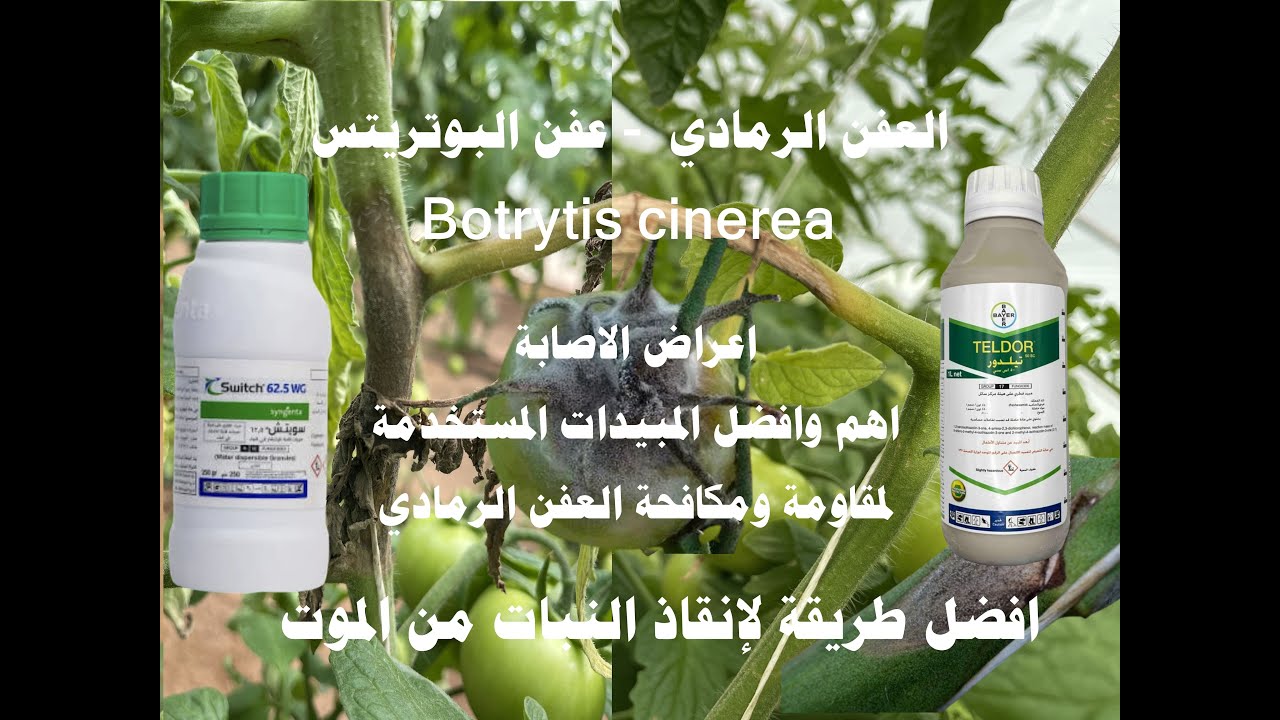 العفن الرمادي البوتريتس سوناريا وافضل طرق الوقاية والعلاج Botrytis cinerea