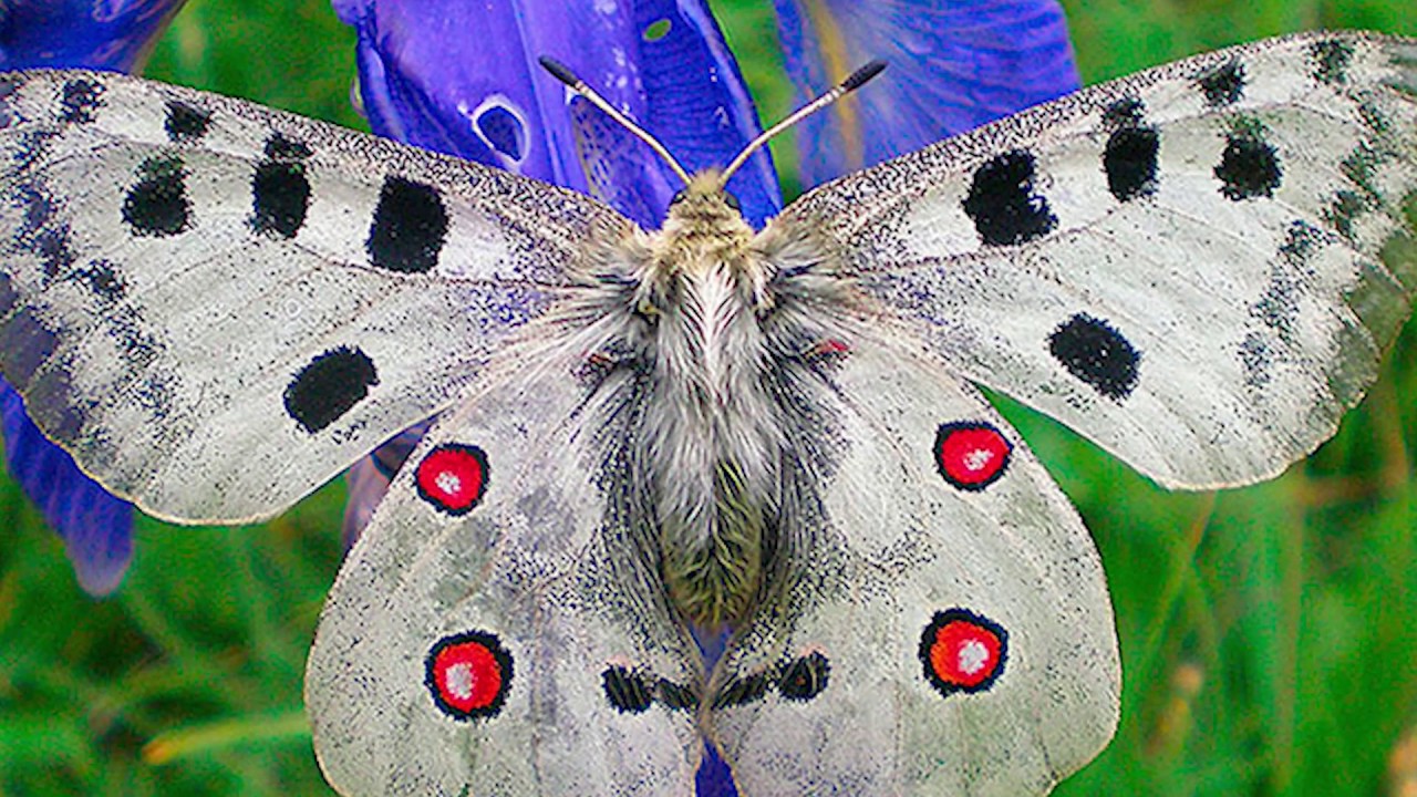 Most Unusual and Beautiful Butterflies