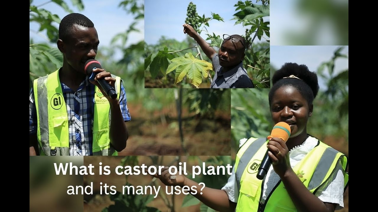 What is castor oil plant and its many uses// Igiterwa c'ikibonobono kimeze gute? akamaro kaco?