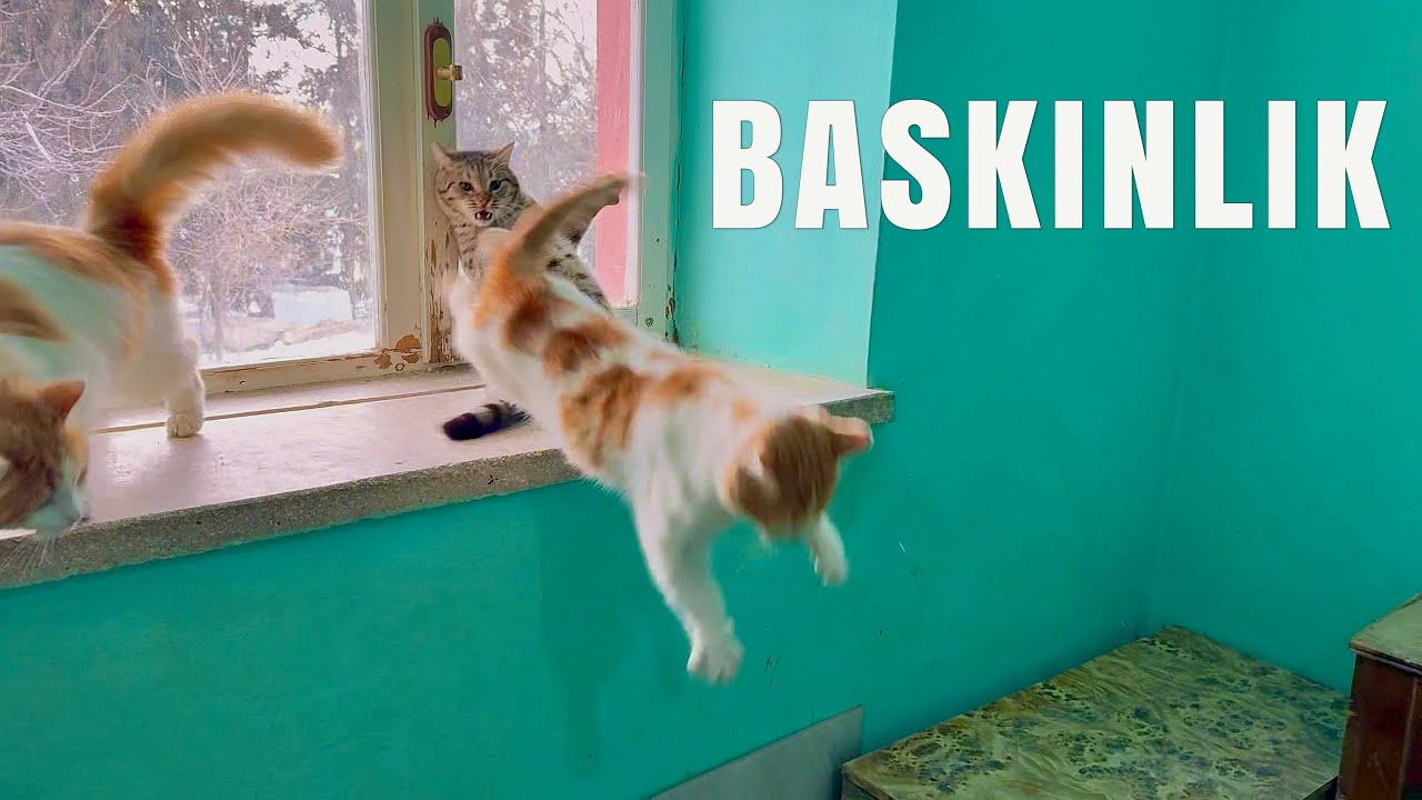 Herkül bu kez de yabana baskınlık kuruyor | DOMINANCE MOVE 🐈‍⬛