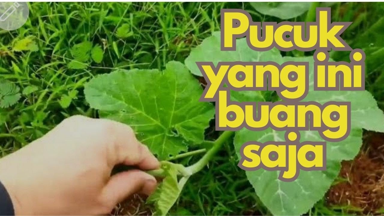 labu kuning || pruning pucuk tanaman labu kuning